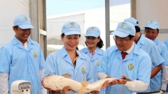 2025 – Promising Horizons for Vietnam’s Pangasius Industry