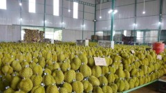 Vietnam's agricultural product exports shine in 2024