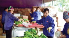 Vietnam’s agricultural exports face stricter requirements