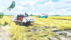 Agricultural sector quickly adapts to new challenges