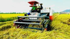 Responsible agencies working to enhance Vietnamese rice brand