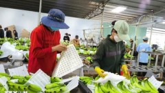 Agricultural exports: finding opportunities amidst trade war threat