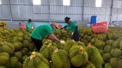 Durian exports face bitter struggle
