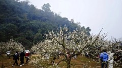 Moc Chau – leading nature destination in Vietnam’s northwest