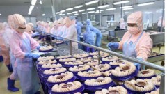 Shrimp industry advised to take actions to maintain growth momentum