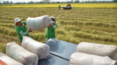 Strategies proposed to stabilize rice market