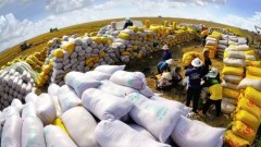 Banks ordered to provide financial aid to rice farmers