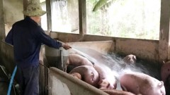 Significant pork price hike raises CPI worries