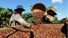 Vietnam’s coffee exports aim for 6 billion USD milestone