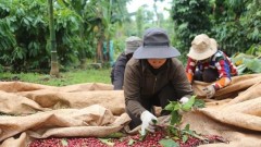 Efforts underway to boost Vietnamese coffee value through strategic partnerships