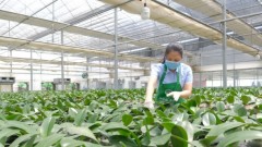 Hanoi at the forefront of new rural development