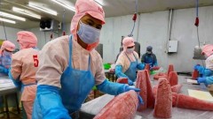 Vietnam’s tuna exports face new challenges