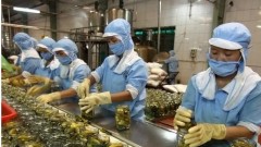 Vietnam's small business growth soars to a four-year high