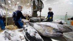 Tuna exports hit record high but face major regulatory barriers