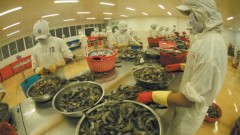 Vietnam Exports Maintain Robust Growth