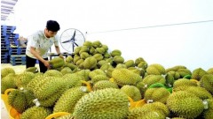 Chain strengthening: Key to boosting fruit exports