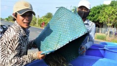 Mekong Delta makes efforts to prevent disruption in shrimp production chain
