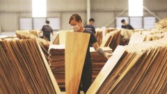 Breakthrough measures needed for 18 billion USD wood export goal