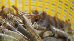 Vietnam charts green path for shrimp industry amid global sustainability push