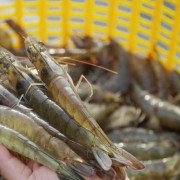 Vietnam charts green path for shrimp industry amid global sustainability push