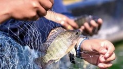 Vietnam eyes US tilapia export boost as global supply falls