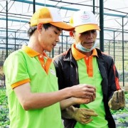 Promoting green startups