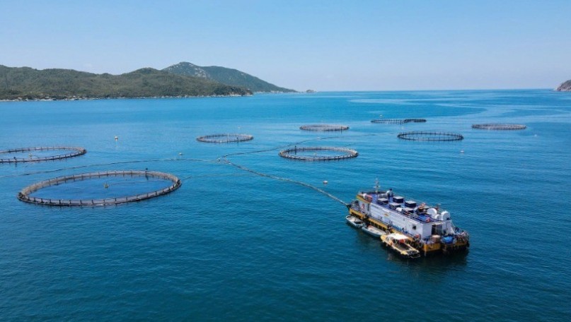 Viet Nam’s fisheries sector adapts to global trade fluctuations