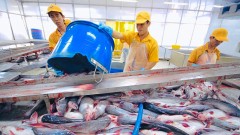 Unpredictable export outlook for&nbsp;VHC amid tariff chaos