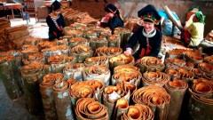 Forming value chains and developing sustainable cooperatives
