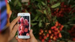 Ready to connect and distribute lychee