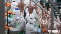 Viet Nam’s poultry industry: opportunities and challenges in the global value chain