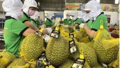 Vietnam strengthens durian export security