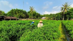 Creating momentum for breakthrough in agriculture