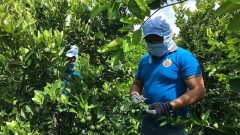 Building value chains — an effective pathway for rural economies