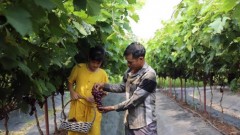 Hanoi promotes multi-value agriculture
