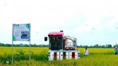 Shaping a low-emission rice brand in Viet Nam
