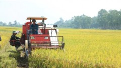 Vietnam promotes low-emission rice to access high-value markets