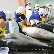 Stepping up IUU “yellow card” removal: Tightened control of imported and transiting albacore tuna