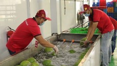 Viet Nam diversifies fruit and vegetable export markets
