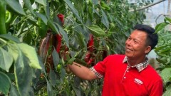 Leverage and bottlenecks in modern agriculture