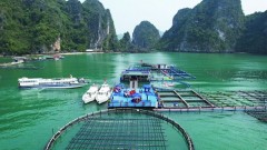 Positive changes for&nbsp;marine aquaculture: Removing bottlenecks
