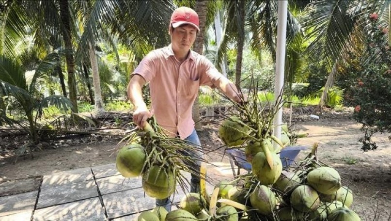 Coconut industry: Global innovation competition launched to promote cooperation