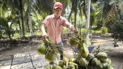 Coconut industry: Global innovation competition launched to promote cooperation
