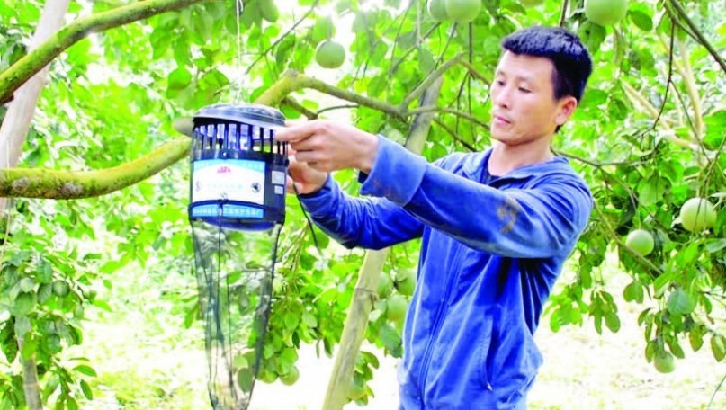 Comprehensive solutions needed to increase value of fruit trees