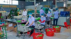 Investment in deep processing technology helps elevate Vietnamese agricultural products