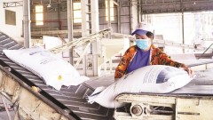 Private economy support opens new opportunities for Mekong Delta firms