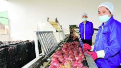 Building a new strategy for fruit sector
