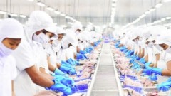 Opportunity for restructuring Viet Nam’s tra fish industry