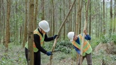 Sustainable forest management and forest certification