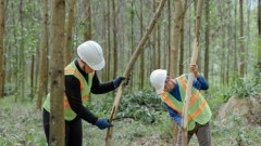 Forestry economy developed through value chains